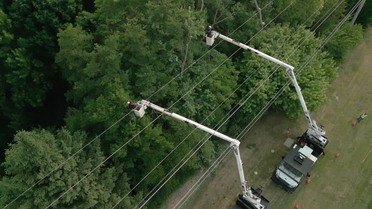 Best Emergency Tree Removal  in Dock Junction, GA