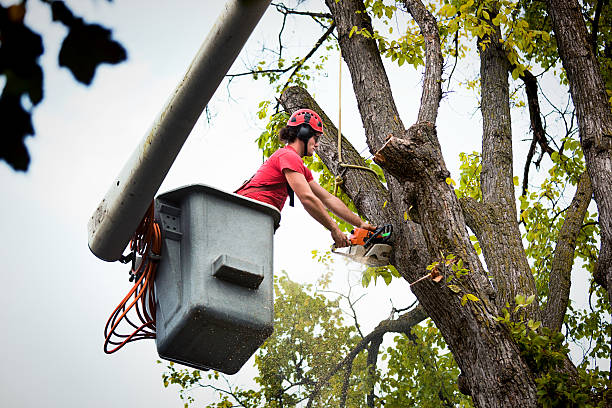 Best Root Management and Removal  in Dock Junction, GA